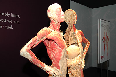 Из морга – в выставочный зал